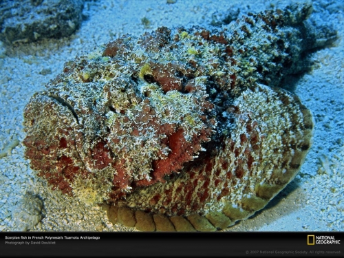 scorpion-fish-tuamotu-513695-lw.jpg