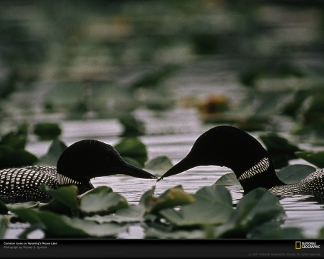 common-loons-moose-lake-100452-xl.jpg