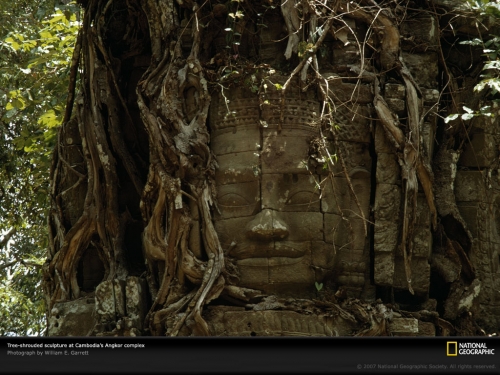 tree-shrouded-sculpture-145365-lw.jpg