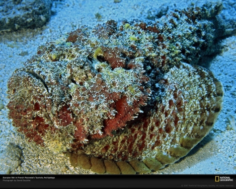 scorpion-fish-tuamotu-513695-xl.jpg