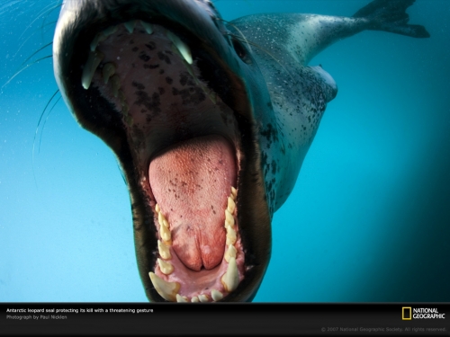 leopard-seal-open-mouth-1045590-lw.jpg