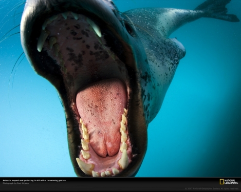 leopard-seal-open-mouth-1045590-xl.jpg