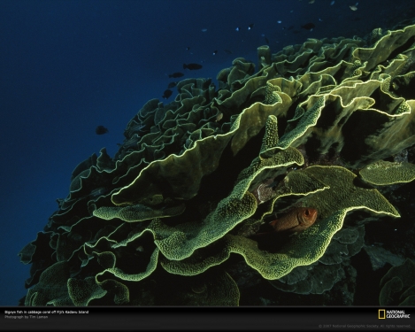 cabbage-coral-fiji-963688-xl.jpg