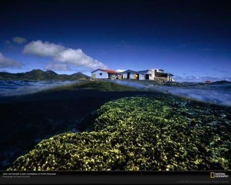 pearl-station-and-reef-513645-xl.jpg