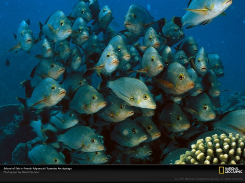 french-polynesia-school-fish-513710-lw.jpg