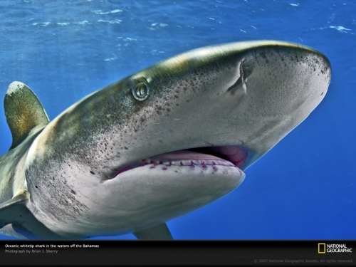 oceanic-whitetip-shark-1049157-lw.jpg