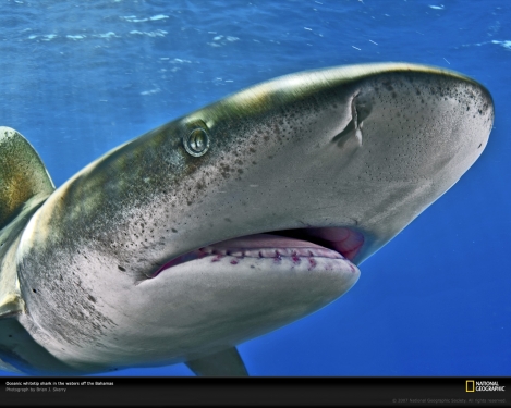 oceanic-whitetip-shark-1049157-xl.jpg