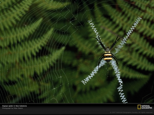 argiope-spider-648518-lw.jpg