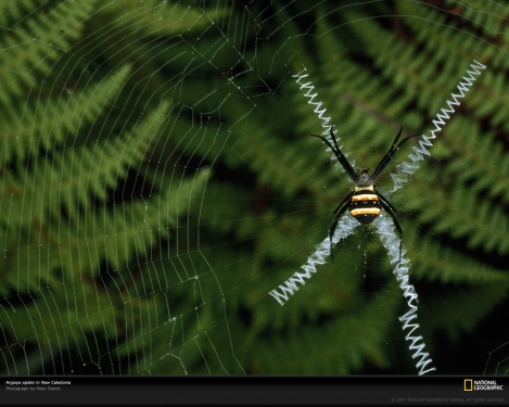 argiope-spider-648518-xl.jpg