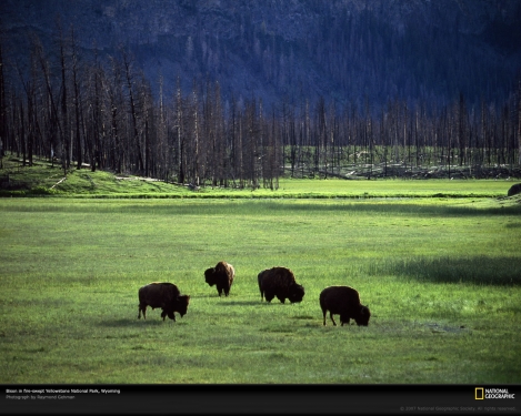 bison-herd-yellowstone-park-505436-xl.jpg