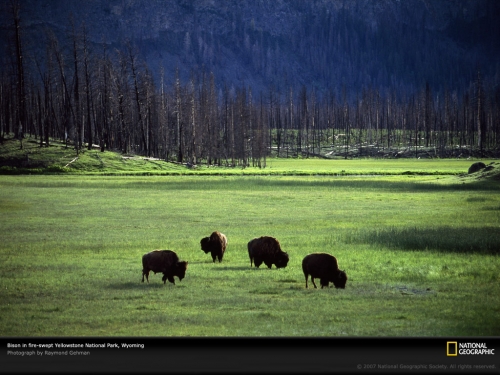 bison-herd-yellowstone-park-505436-lw.jpg