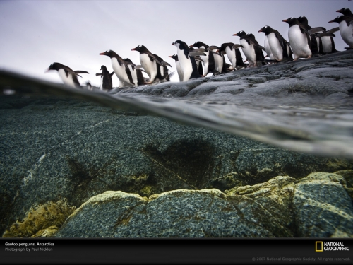 gentoo-penguin-colony-1045595-lw.jpg