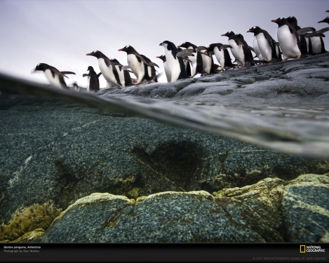 gentoo-penguin-colony-1045595-xl.jpg